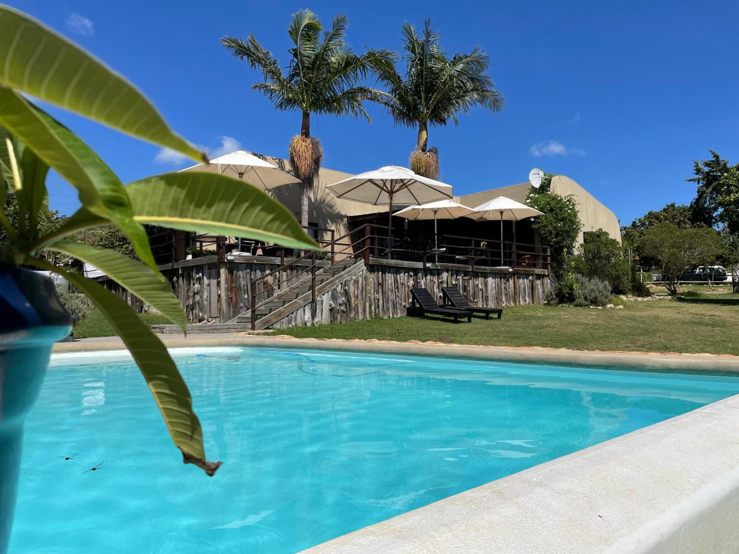 Howberry Hills, Palm Tree, Plant, Nature, Wood, Swimming Pool