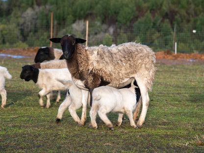 Hudson Guesthouse Entabeni Knysna Welbedacht Knysna Knysna Western Cape South Africa Sheep, Mammal, Animal, Agriculture, Farm Animal, Herbivore