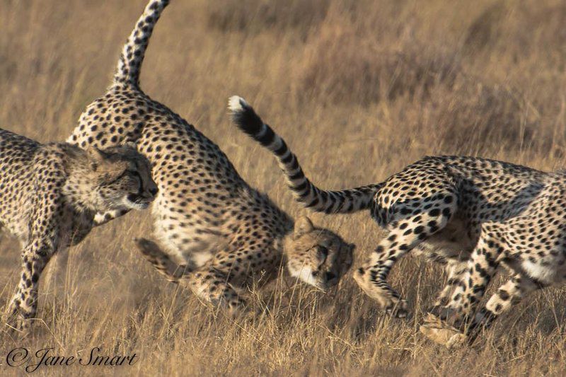 Hunters Pride Wildlife Estate Rust De Winter Limpopo Province South Africa Cheetah, Mammal, Animal, Big Cat, Predator