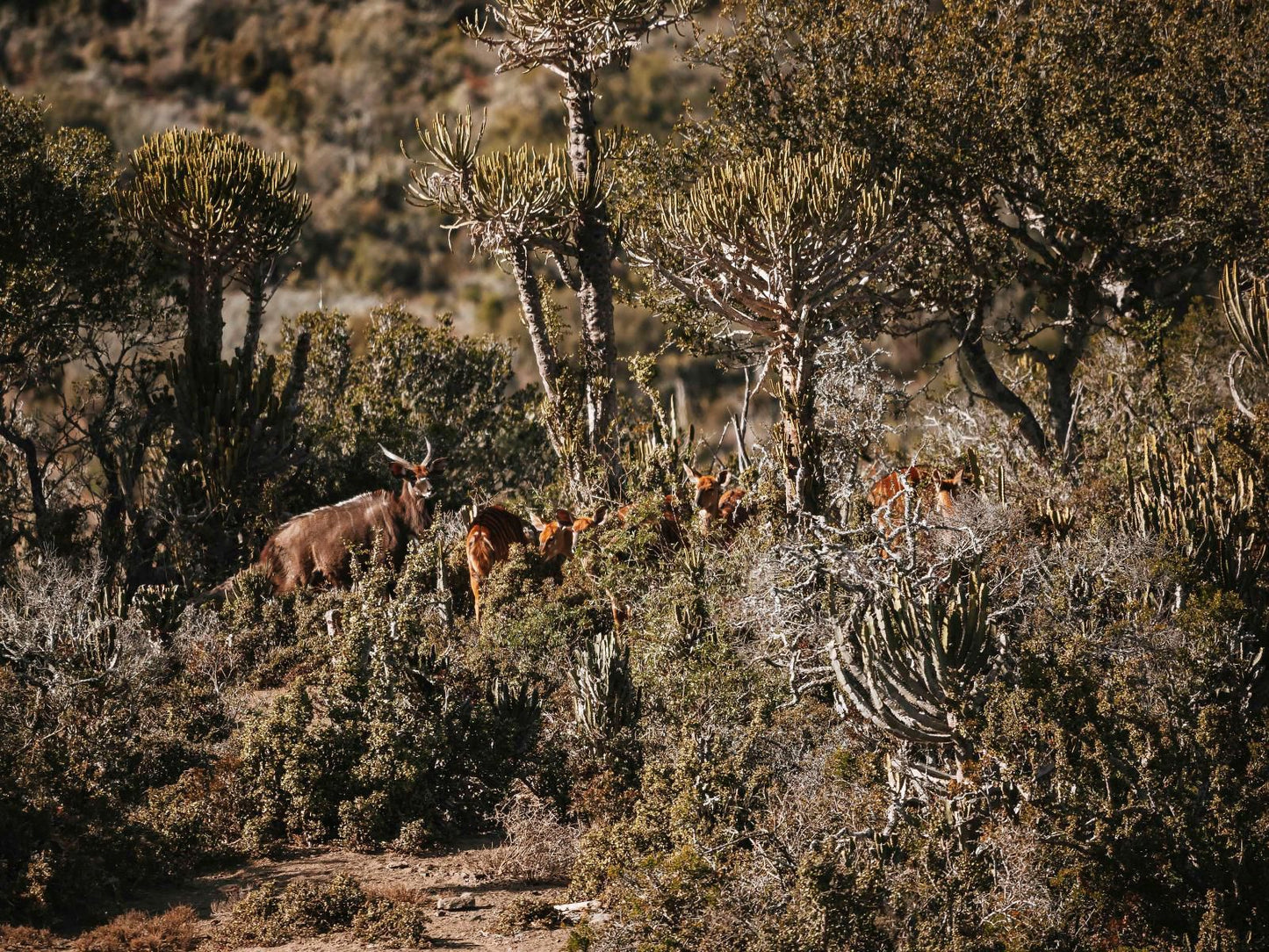 Huntshoek Lodge Grahamstown Eastern Cape South Africa Deer, Mammal, Animal, Herbivore