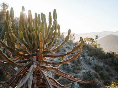 Huntshoek Lodge Grahamstown Eastern Cape South Africa Cactus, Plant, Nature