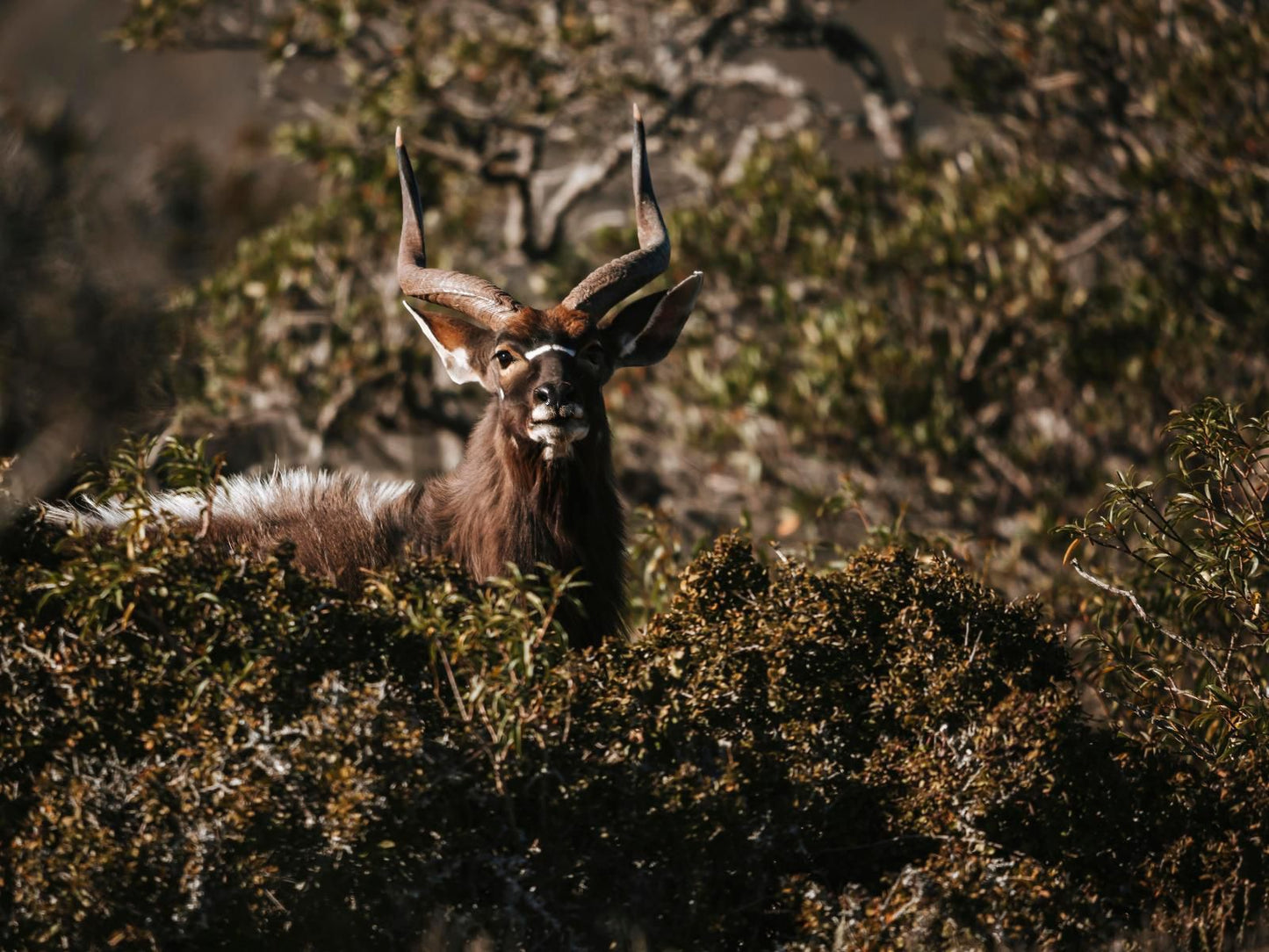 Huntshoek Lodge Grahamstown Eastern Cape South Africa Moose, Mammal, Animal, Herbivore