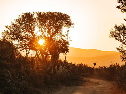 Huntshoek Lodge Grahamstown Eastern Cape South Africa Colorful, Silhouette, Sky, Nature, Desert, Sand, Sunset