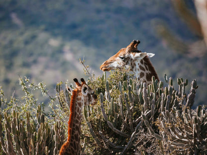 Huntshoek Lodge Grahamstown Eastern Cape South Africa Giraffe, Mammal, Animal, Herbivore