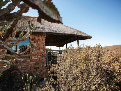 Huntshoek Lodge Grahamstown Eastern Cape South Africa Complementary Colors, Cactus, Plant, Nature