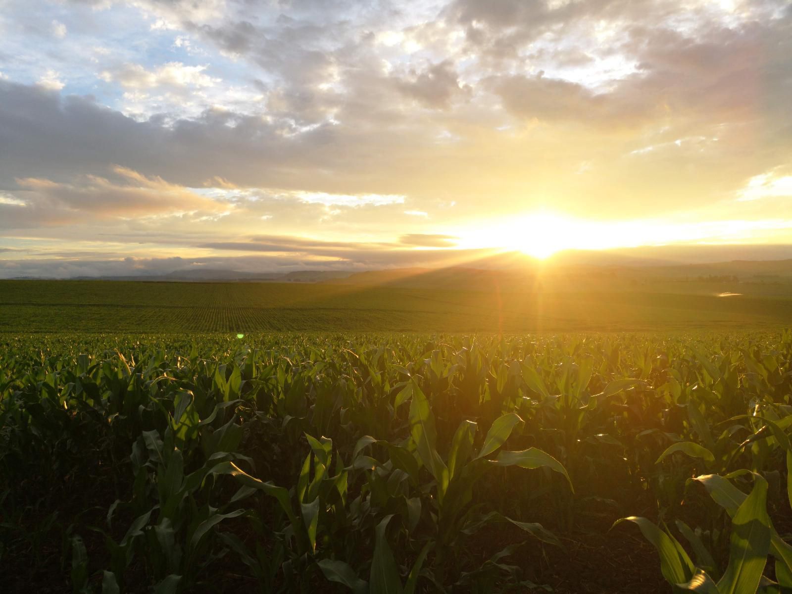 Hythelands House Mooi River Kwazulu Natal South Africa Field, Nature, Agriculture, Lowland, Sunset, Sky