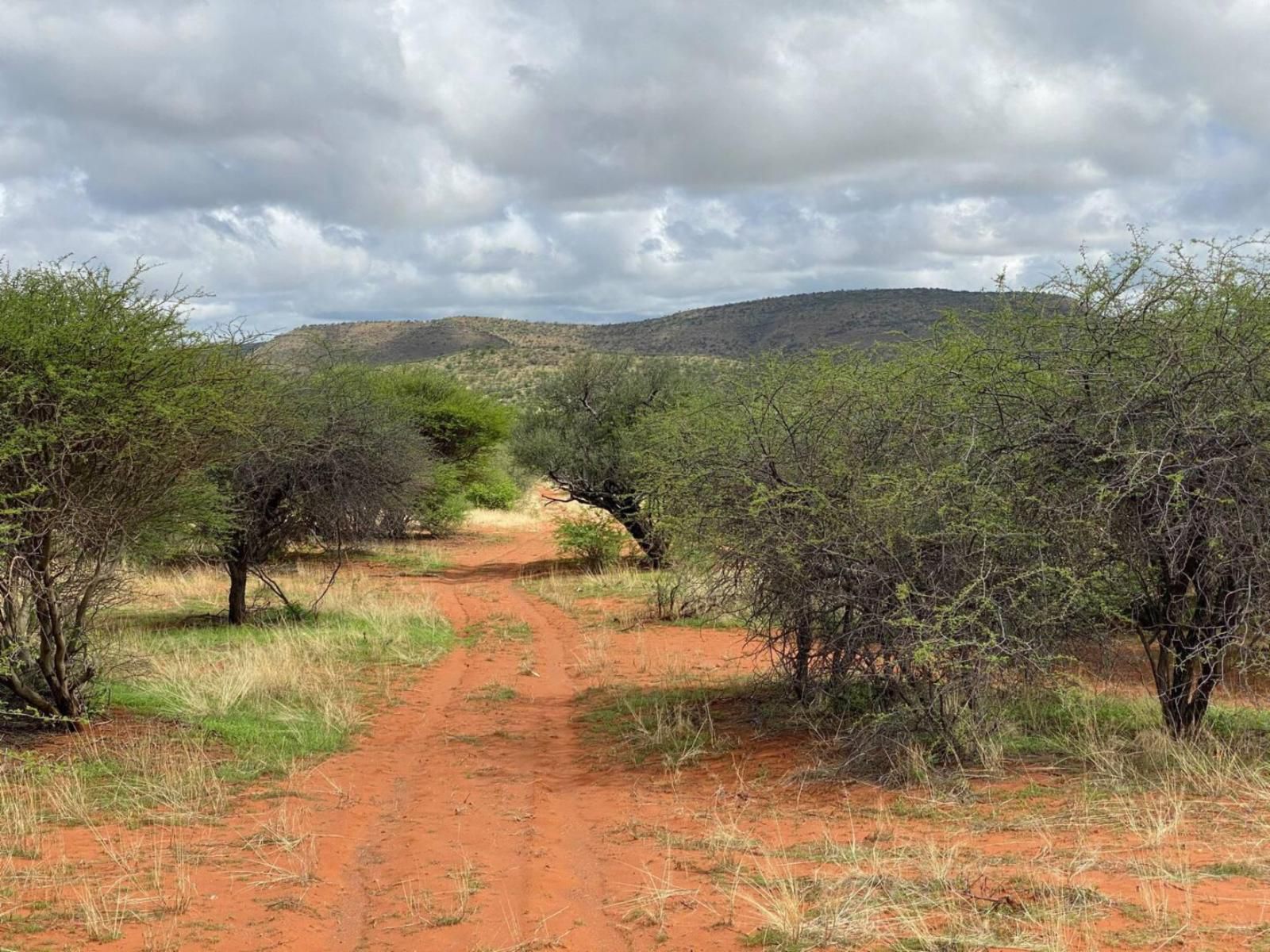 Ibenstein Safaris, Forest, Nature, Plant, Tree, Wood, Lowland