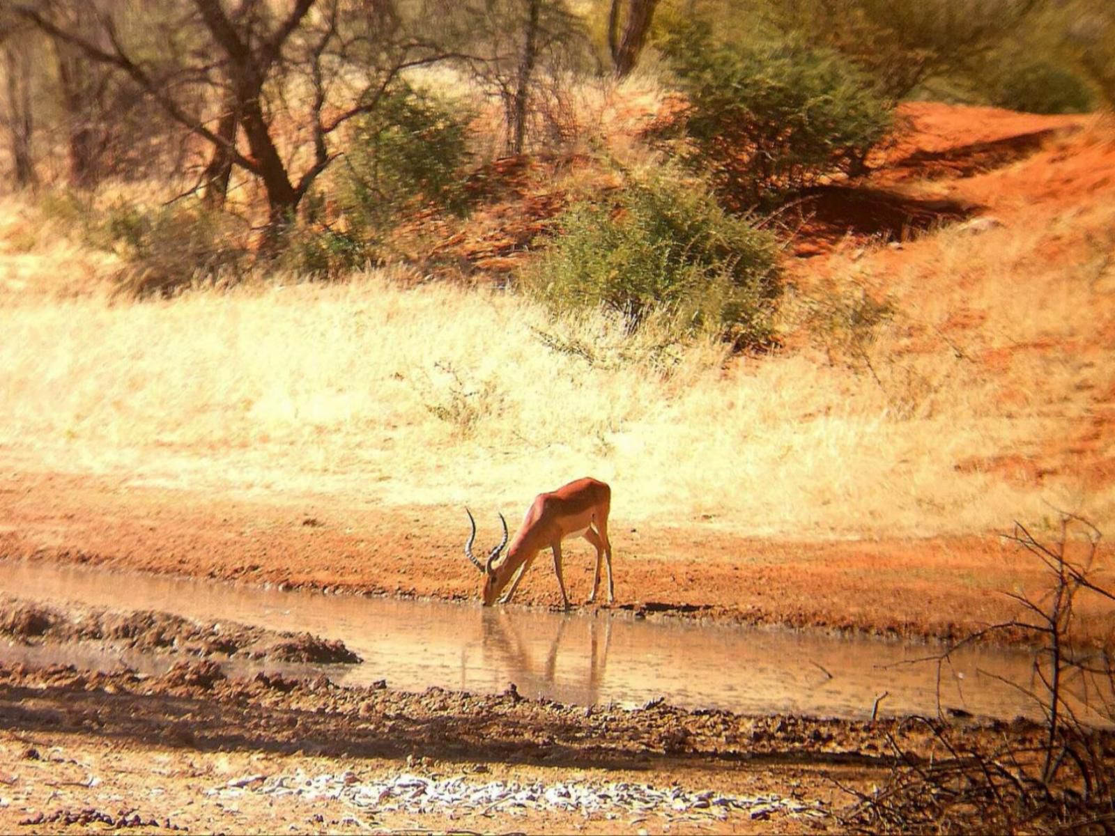 Ibenstein Safaris, Sepia Tones, Animal