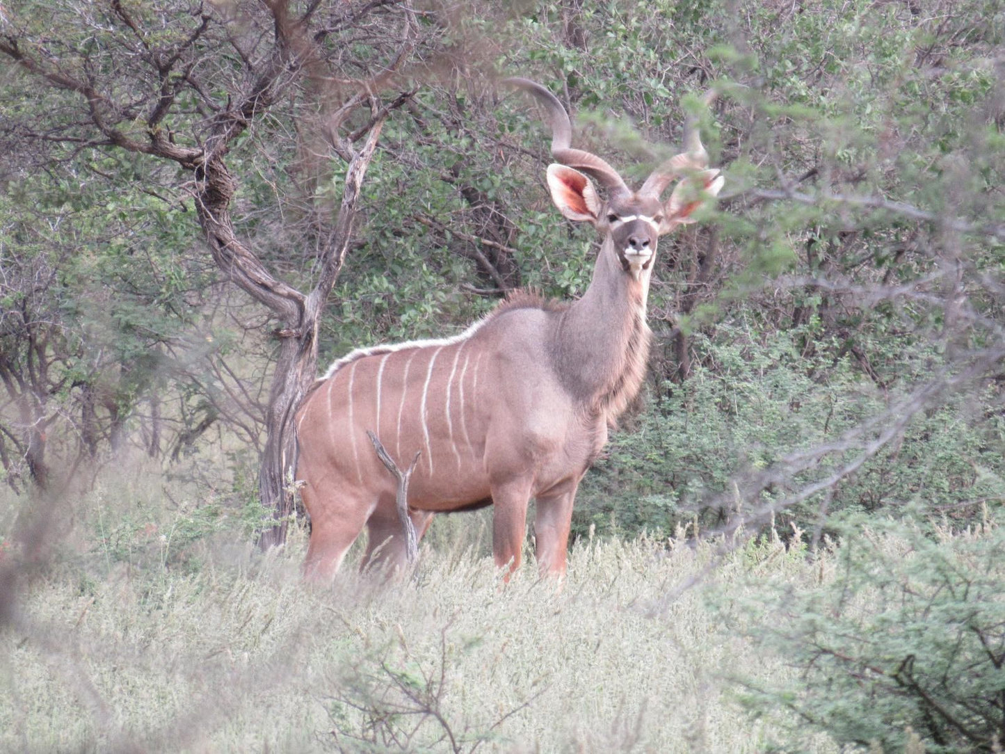 Ibenstein Safaris, Animal