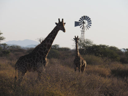 Ibenstein Safaris, Giraffe, Mammal, Animal, Herbivore