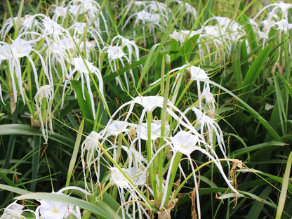 Idle And Wild Hazyview Mpumalanga South Africa Flower, Plant, Nature