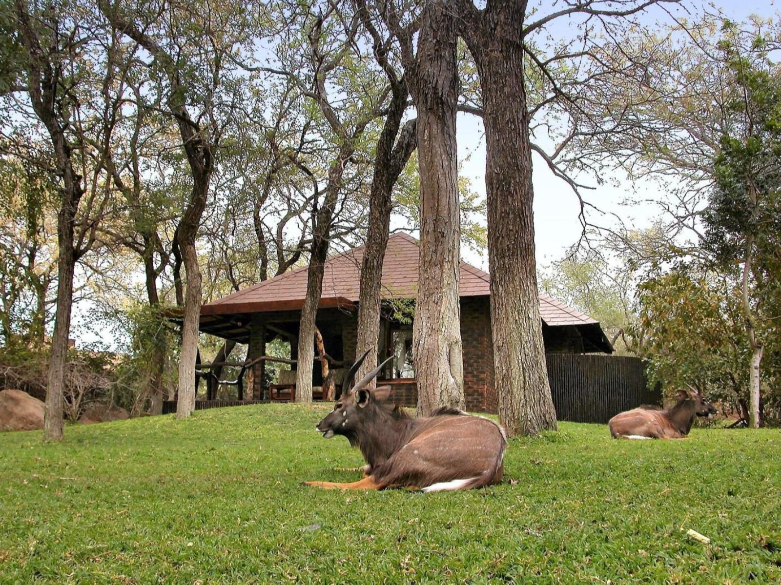 Idube Game Reserve, Animal