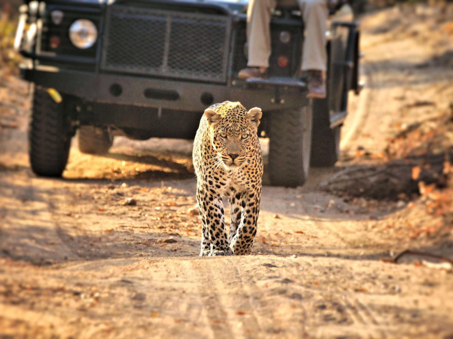 Idube Game Reserve, Leopard, Mammal, Animal, Big Cat, Predator