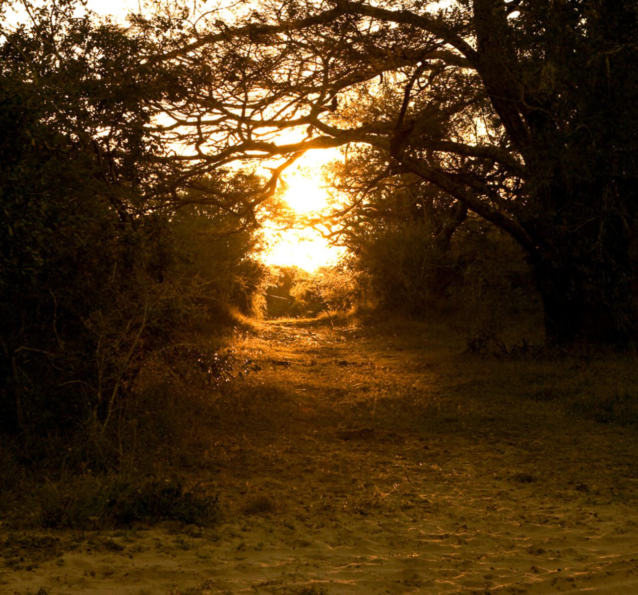 Ihlozi Lodge Hluhluwe Kwazulu Natal South Africa Colorful, Forest, Nature, Plant, Tree, Wood, Sunset, Sky