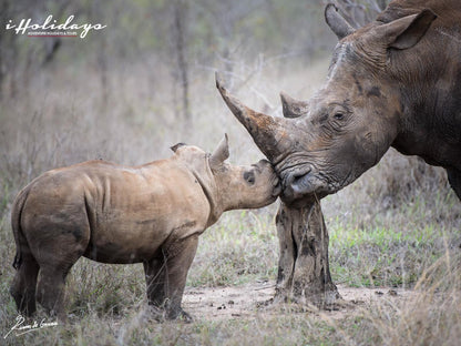 Iholidays Ibhubesi Lodge Vaalwater Limpopo Province South Africa Unsaturated, Rhino, Mammal, Animal, Herbivore