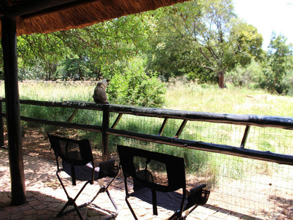 Ikamu S Lodge Verwoerd Park Johannesburg Gauteng South Africa Animal