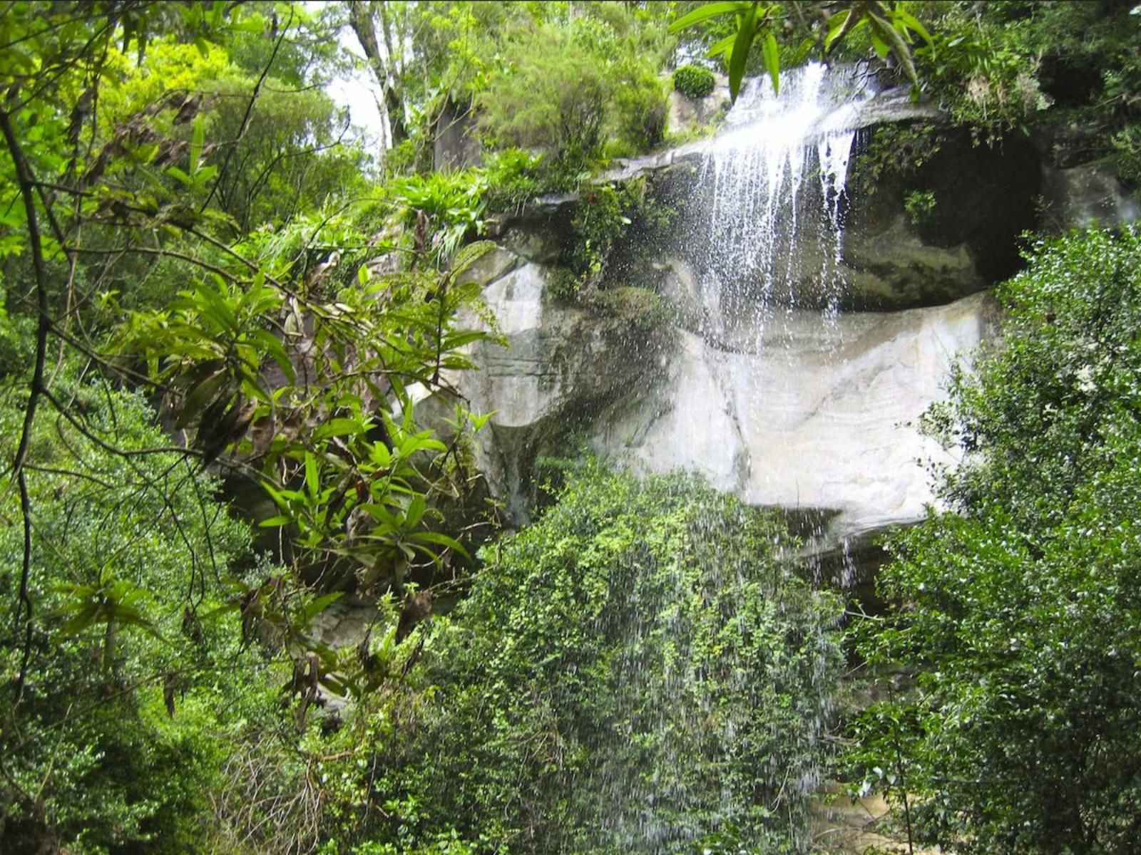 Ikhayalamafu Mountain Reserve Champagne Valley Kwazulu Natal South Africa Forest, Nature, Plant, Tree, Wood, Waterfall, Waters