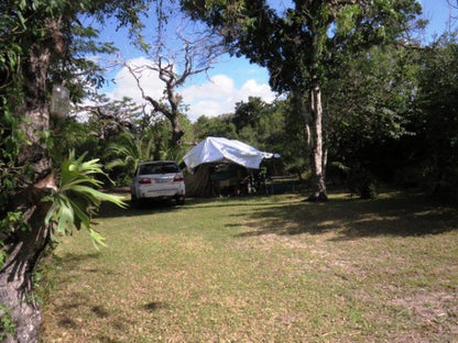 Ilala Palm Park Mbazwana Kwazulu Natal South Africa Palm Tree, Plant, Nature, Wood, Tent, Architecture, Tree