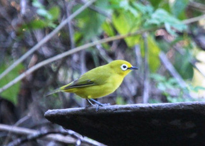 Ilala Palm Park Mbazwana Kwazulu Natal South Africa Tit, Bird, Animal