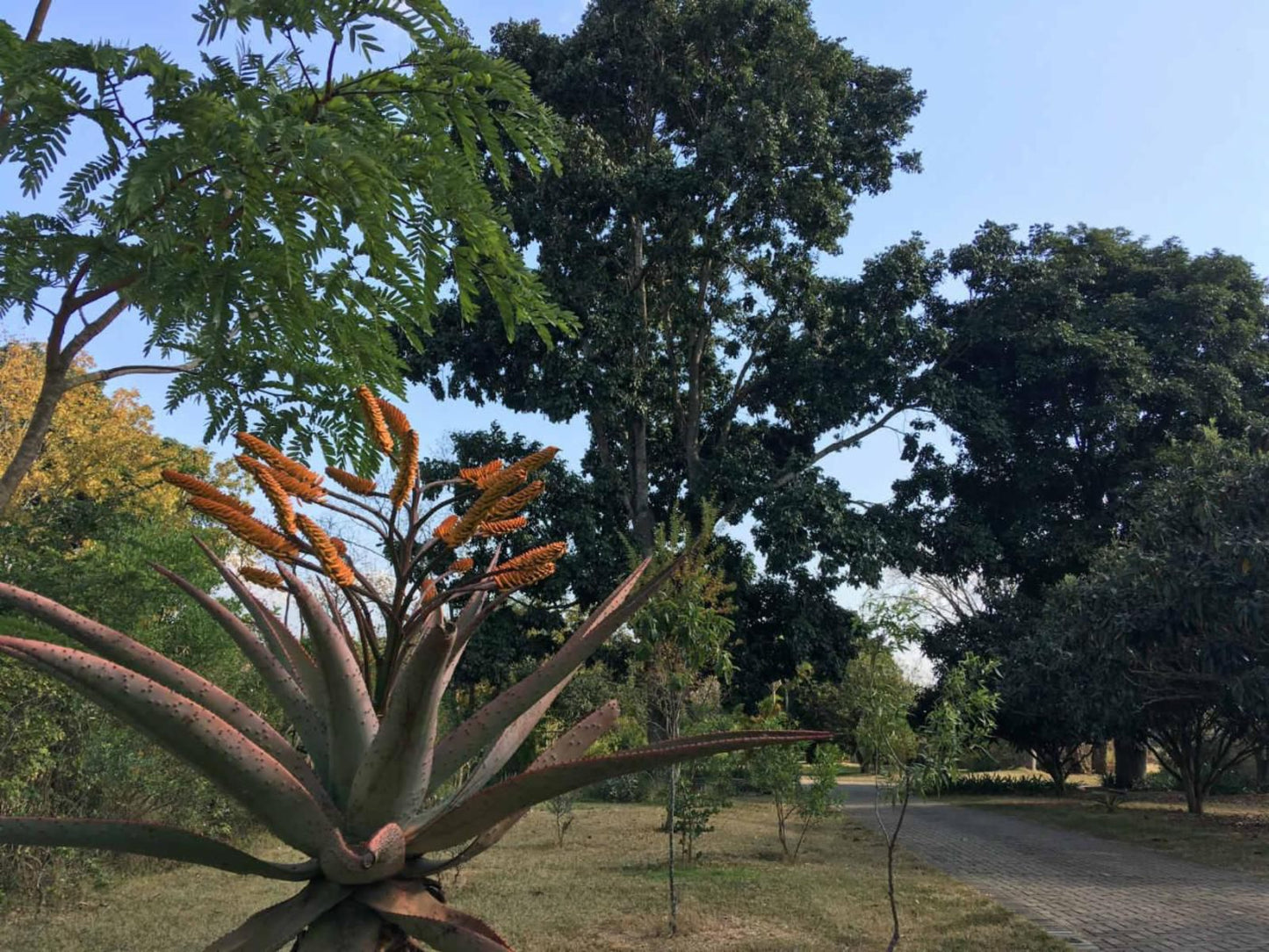 Ilanda Guest House, Plant, Nature, Tree, Wood