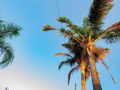 Presidents Boutique Lodge By Ilawu Vryheid Kwazulu Natal South Africa Palm Tree, Plant, Nature, Wood