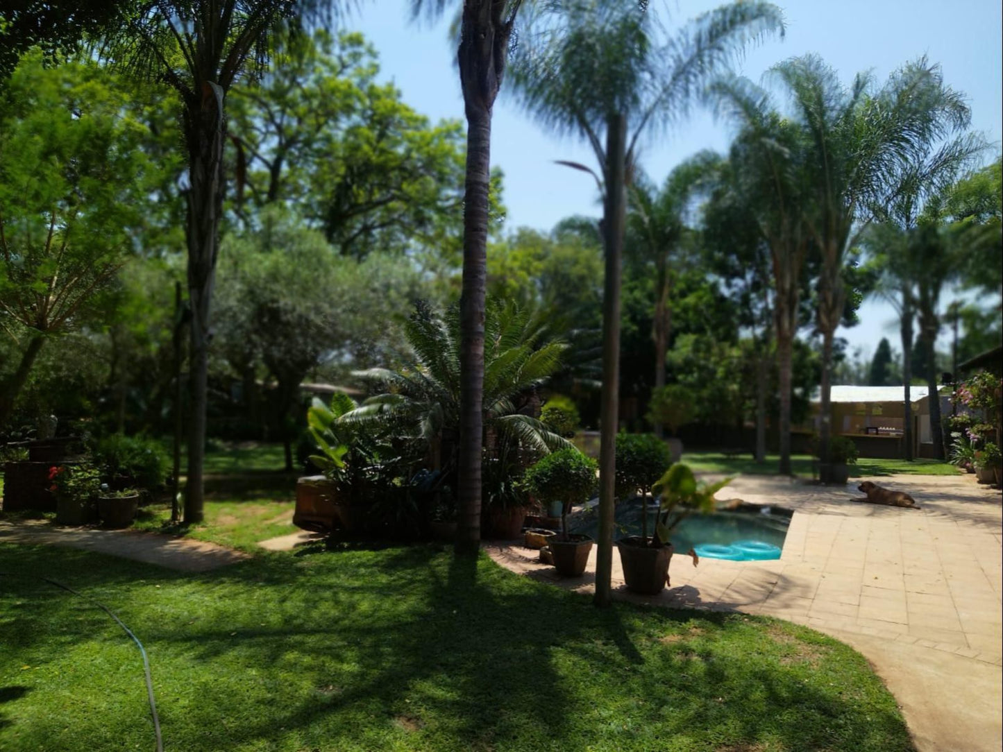 Ilnika Farm Stay, Palm Tree, Plant, Nature, Wood, Garden, Swimming Pool