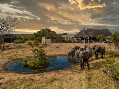 Imagine Africa Luxury Tented Camp Balule Nature Reserve Mpumalanga South Africa Elephant, Mammal, Animal, Herbivore