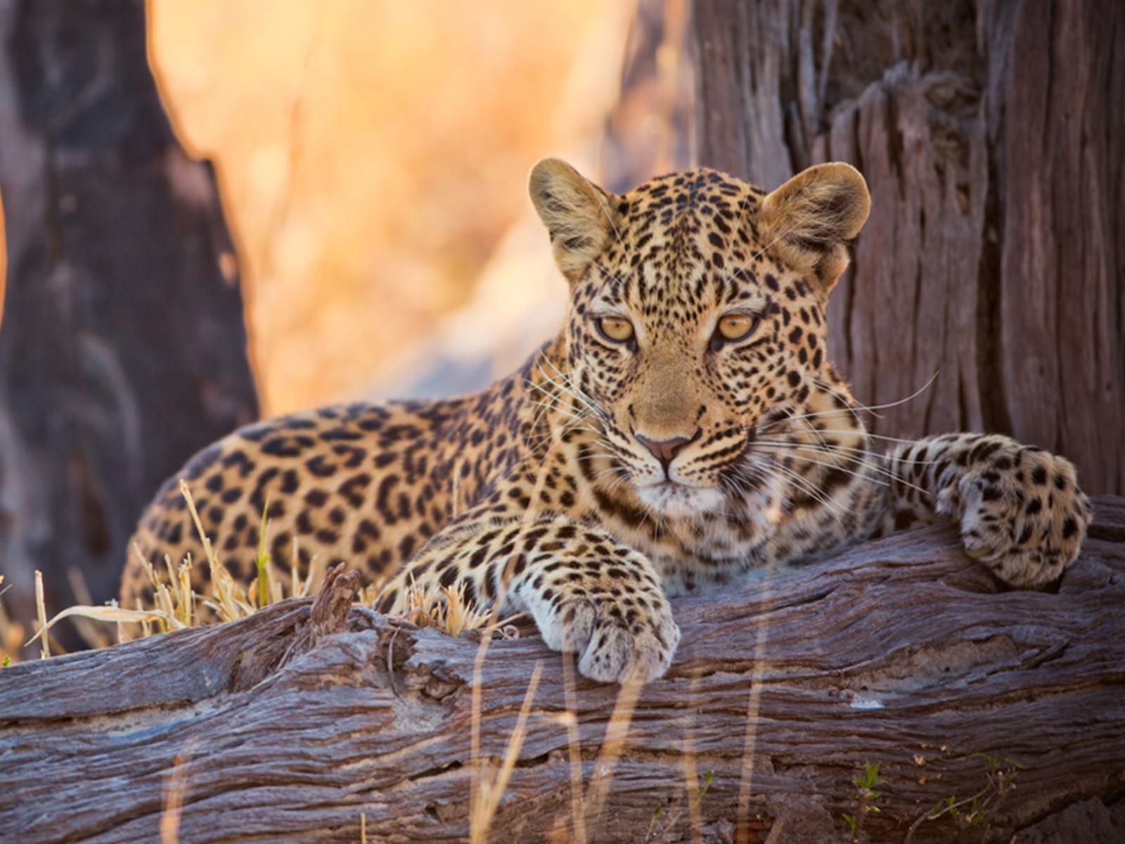Imagine Africa Luxury Tented Camp Balule Nature Reserve Mpumalanga South Africa Leopard, Mammal, Animal, Big Cat, Predator