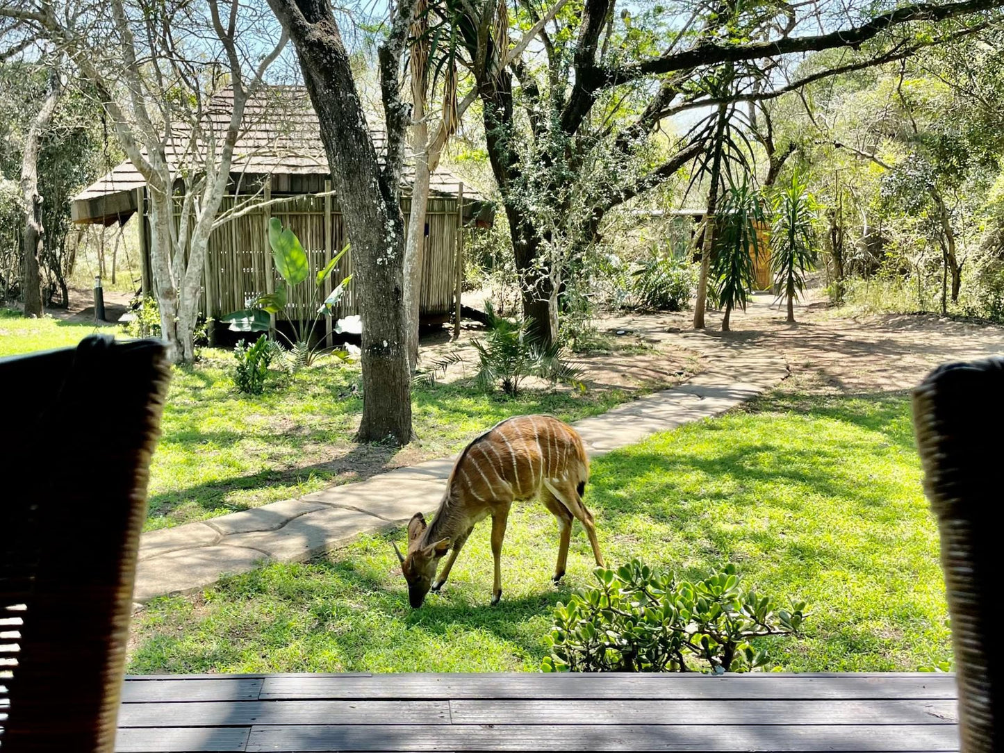 Imani Bush House And Silver Sky Chalet Hluhluwe Kwazulu Natal South Africa Deer, Mammal, Animal, Herbivore