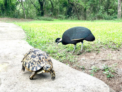 Imani Bush House And Silver Sky Chalet Hluhluwe Kwazulu Natal South Africa Bird, Animal, Turtle, Reptile