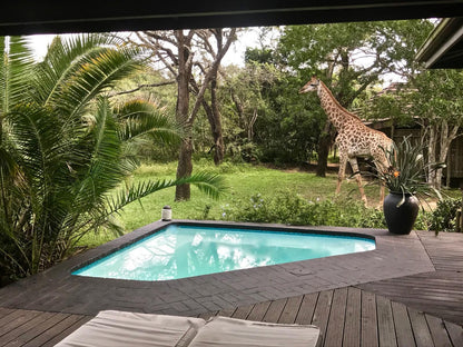 Imani Bush House And Silver Sky Chalet Hluhluwe Kwazulu Natal South Africa Giraffe, Mammal, Animal, Herbivore, Palm Tree, Plant, Nature, Wood, Swimming Pool