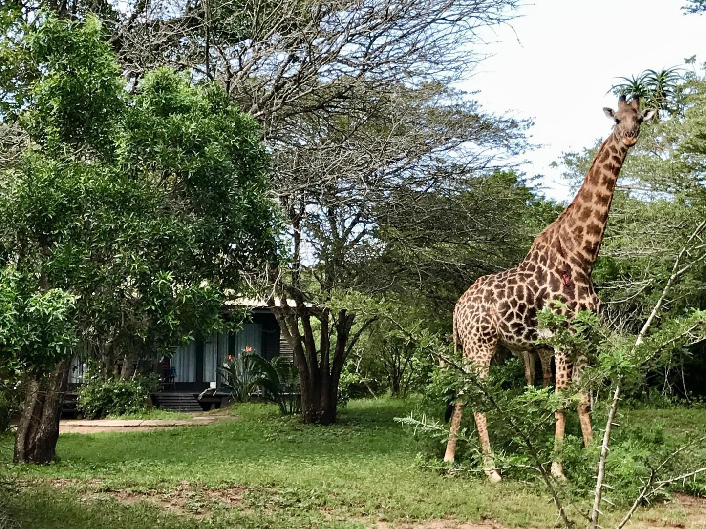 Imani Bush House And Silver Sky Chalet Hluhluwe Kwazulu Natal South Africa Giraffe, Mammal, Animal, Herbivore