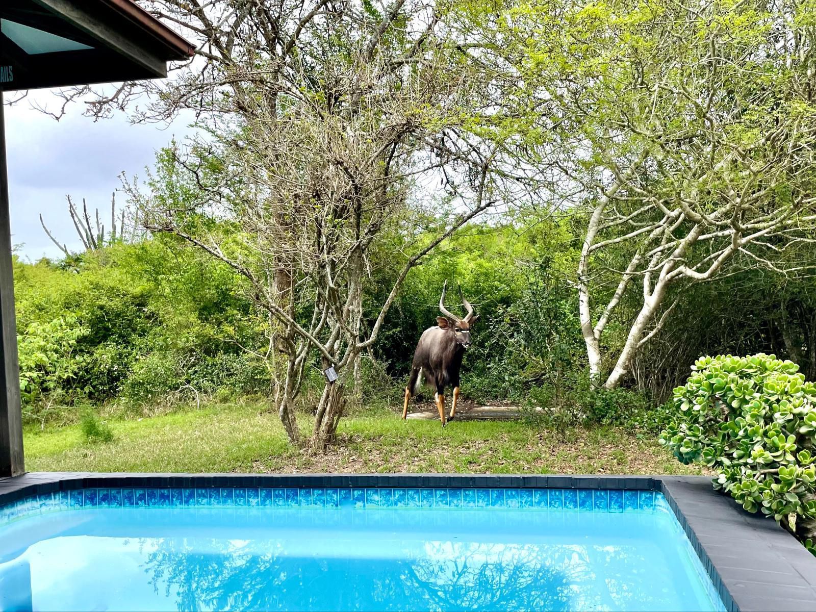 Imani Bush House And Silver Sky Chalet Hluhluwe Kwazulu Natal South Africa Complementary Colors, Animal, Swimming Pool