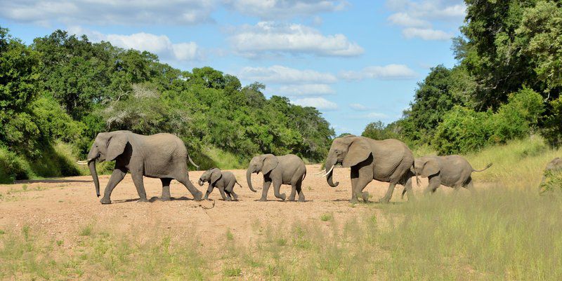 Imbali Safari Lodge South Kruger Park Mpumalanga South Africa Complementary Colors, Elephant, Mammal, Animal, Herbivore