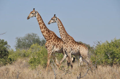 Imbali Safari Lodge South Kruger Park Mpumalanga South Africa Complementary Colors, Giraffe, Mammal, Animal, Herbivore