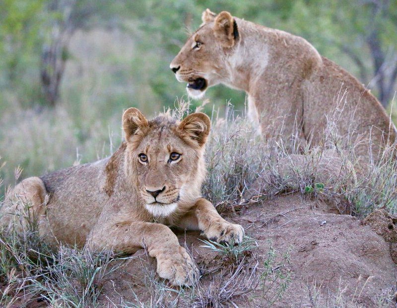 Imbali Safari Lodge South Kruger Park Mpumalanga South Africa Unsaturated, Lion, Mammal, Animal, Big Cat, Predator