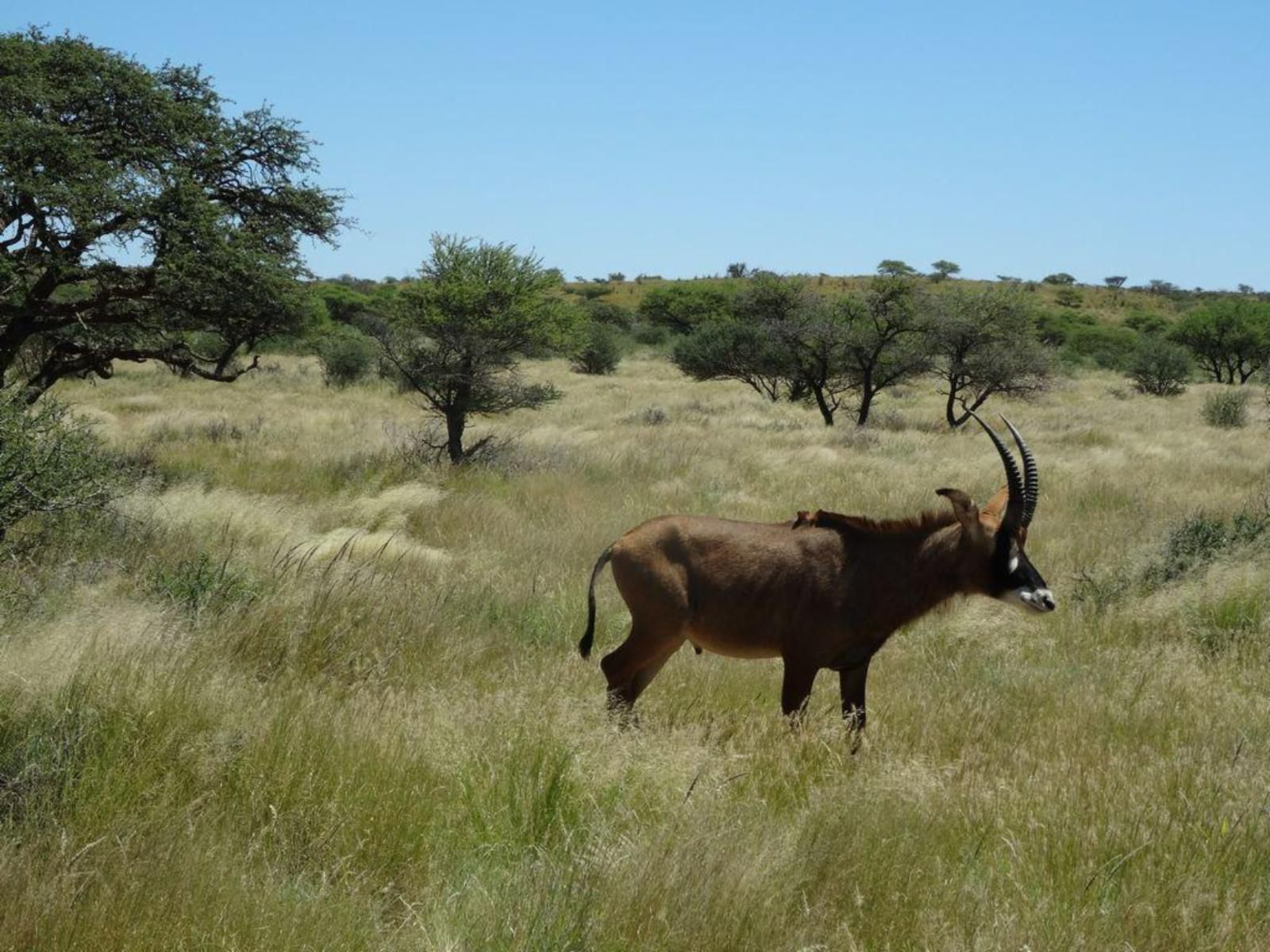 Imbasa Safari Lodge Mokala National Park Northern Cape South Africa Complementary Colors, Animal