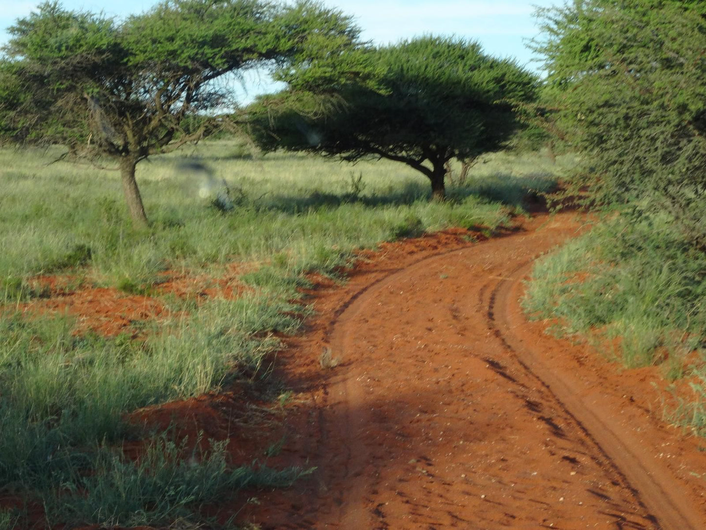 Imbasa Safari Lodge Mokala National Park Northern Cape South Africa Desert, Nature, Sand, Lowland