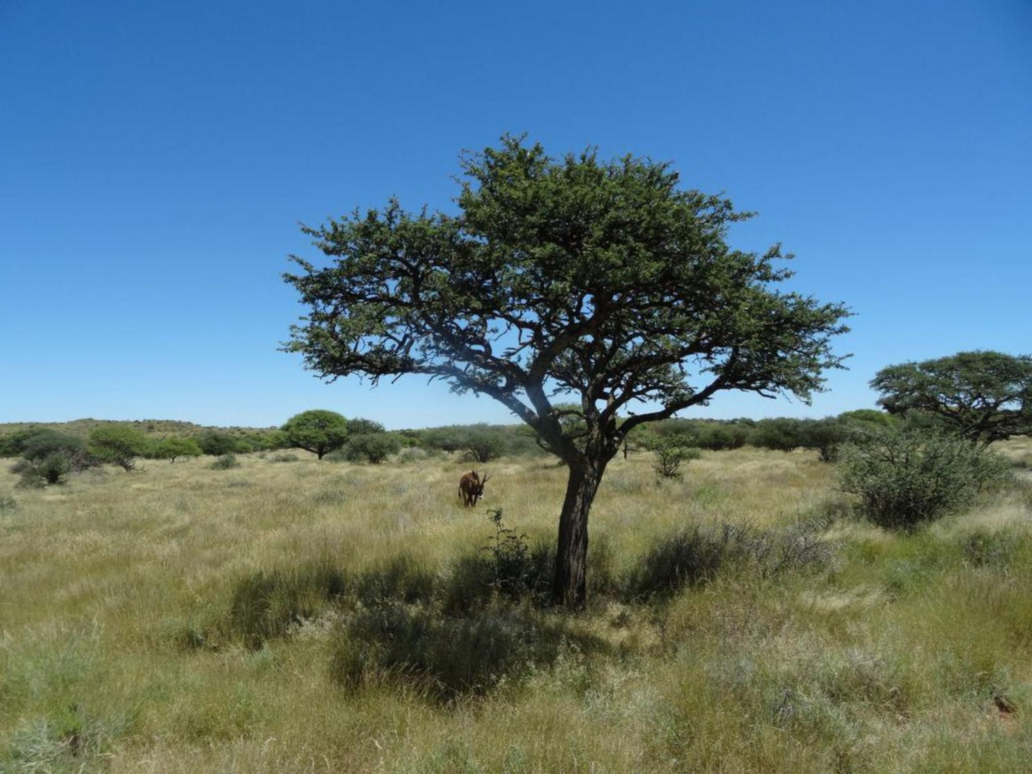 Imbasa Safari Lodge Mokala National Park Northern Cape South Africa Complementary Colors, Tree, Plant, Nature, Wood, Desert, Sand, Lowland