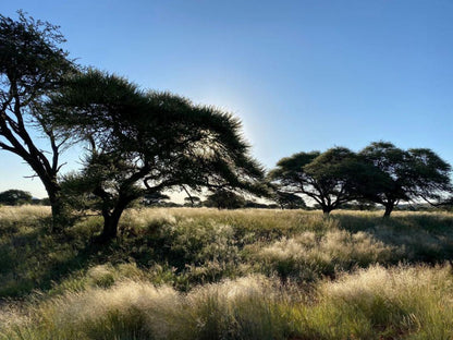 Imbasa Safari Lodge Mokala National Park Northern Cape South Africa Complementary Colors, Plant, Nature, Tree, Wood, Lowland