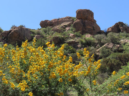 Imla Guest Farm Clocolan Free State South Africa Complementary Colors, Cactus, Plant, Nature