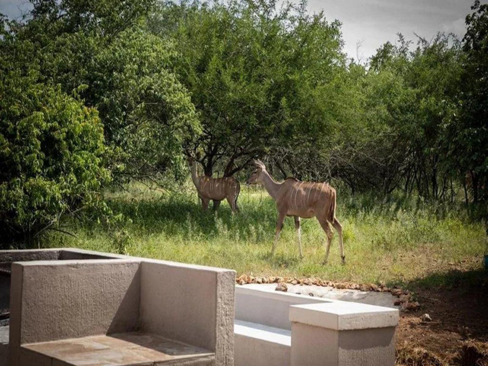 Impala Lily Marloth Park Mpumalanga South Africa Deer, Mammal, Animal, Herbivore