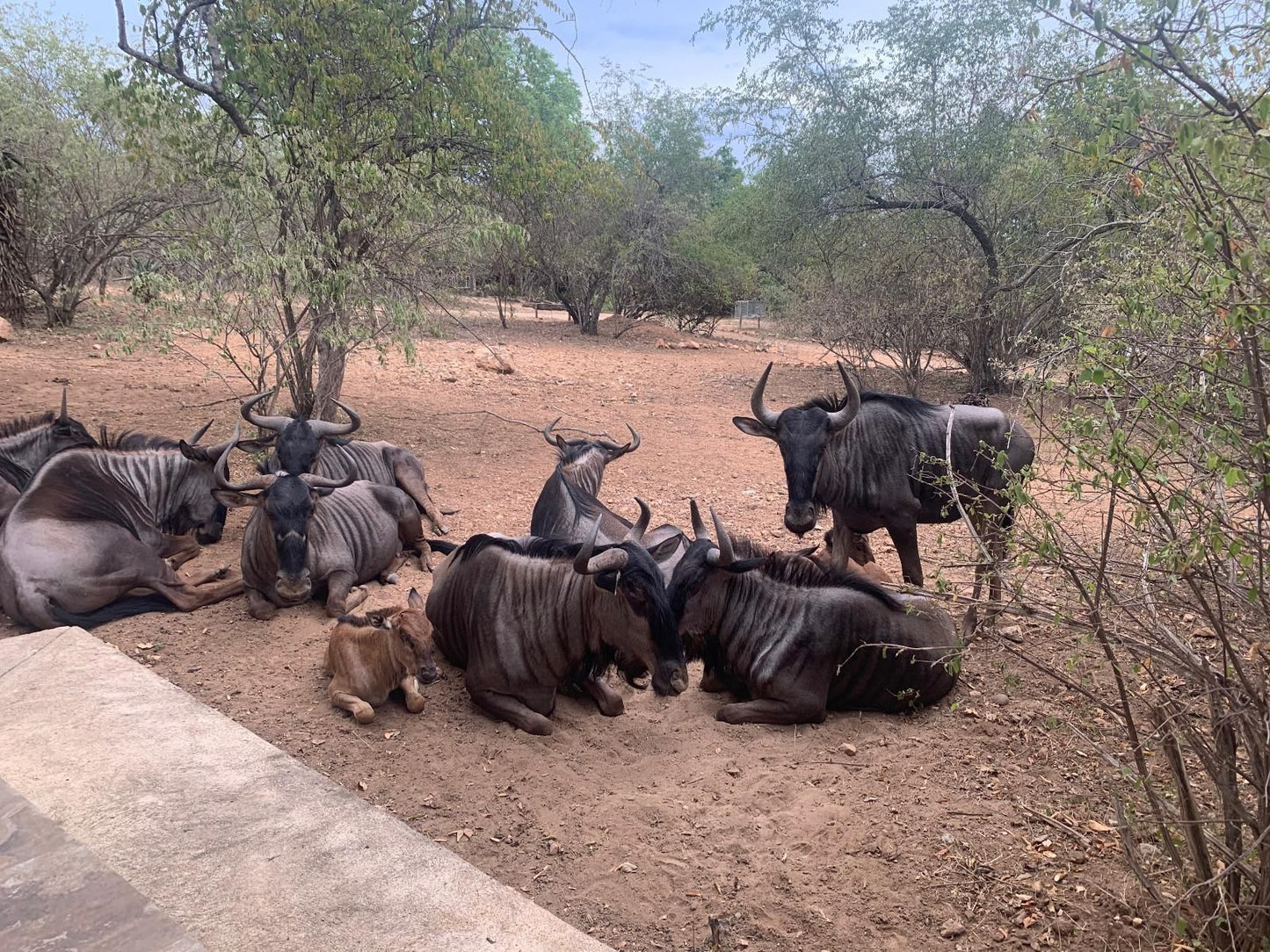 Impala Lily Marloth Park Mpumalanga South Africa Gnu, Mammal, Animal, Herbivore, Water Buffalo