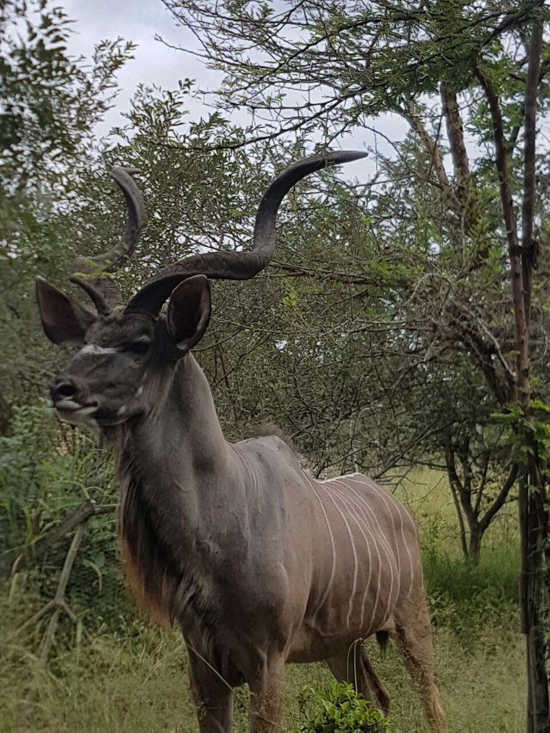 Impalas Walk Marloth Park Mpumalanga South Africa Animal