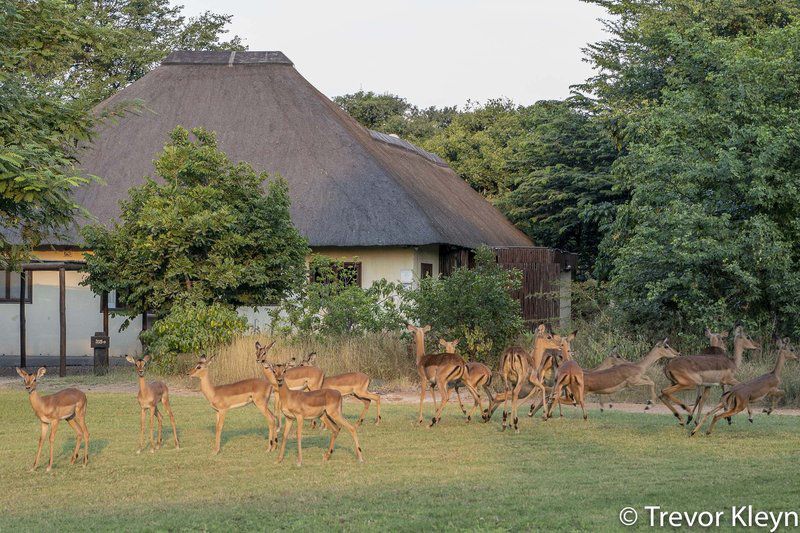 Impisi House Phalaborwa Limpopo Province South Africa Deer, Mammal, Animal, Herbivore