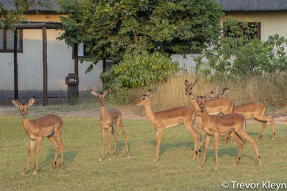 Impisi House Phalaborwa Limpopo Province South Africa Deer, Mammal, Animal, Herbivore