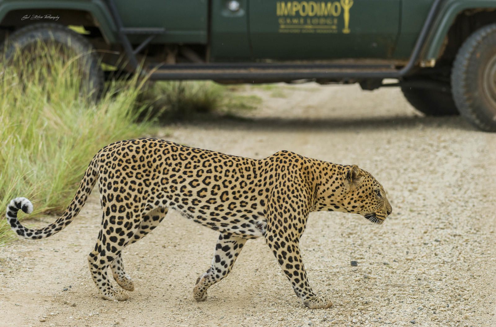 Impodimo Game Lodge Madikwe Game Reserve North West Province South Africa Leopard, Mammal, Animal, Big Cat, Predator