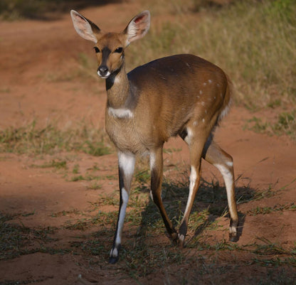 Impressions Retreat Magaliesburg Gauteng South Africa Sepia Tones, Animal