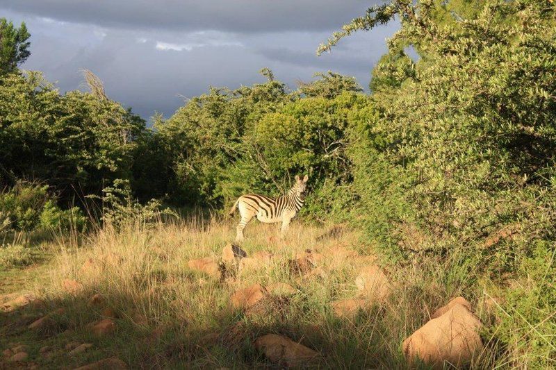 Imvula Game Lodge Carolina Mpumalanga South Africa Animal