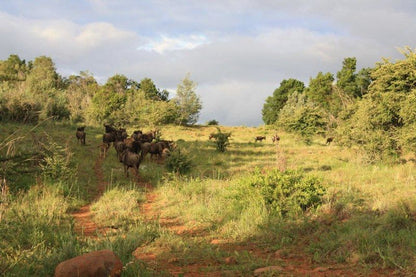 Imvula Game Lodge Carolina Mpumalanga South Africa Animal